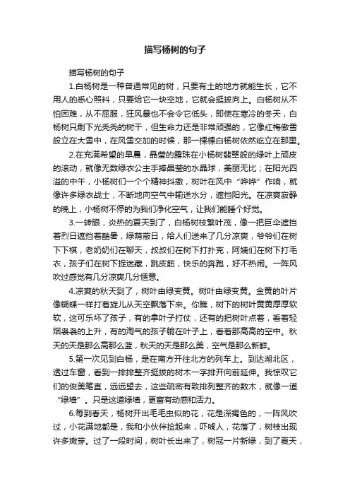 描写杨树的句子
