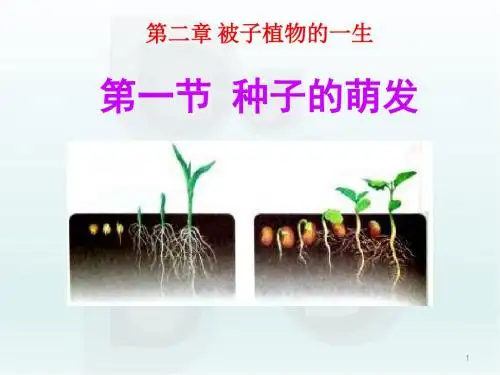 最新人教版七年级生物上册第一节 种子的萌发