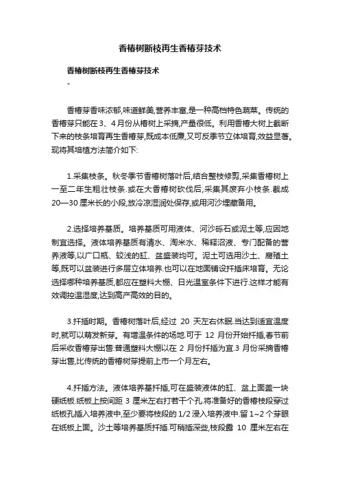香椿树断枝再生香椿芽技术