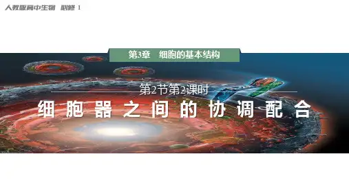 3.2.2细胞器之间的协调配合课件-2024-2025学年高一上学期生物人教版(2019)必修1