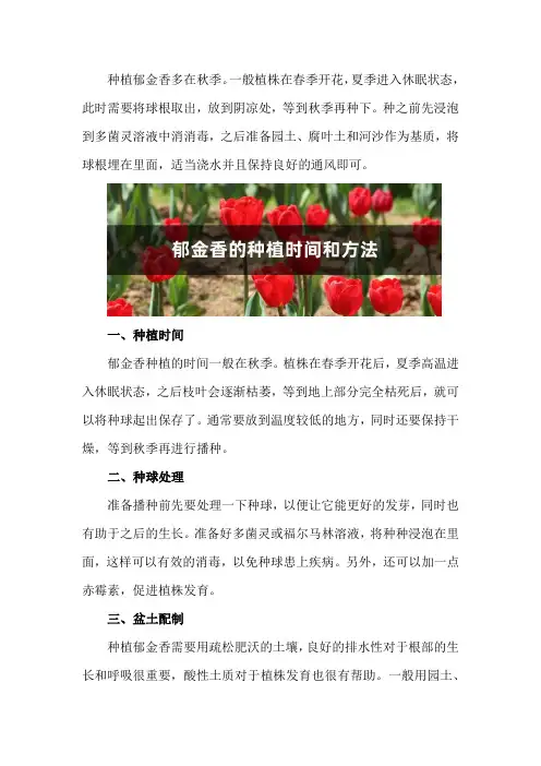 郁金香的种植时间和方法,郁金香种球种植