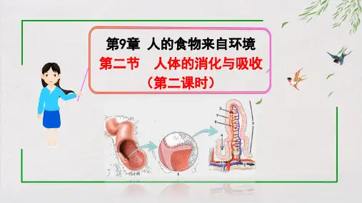 9.2 人体的消化和吸收【第二课时】课件 苏教版七年级生物下册