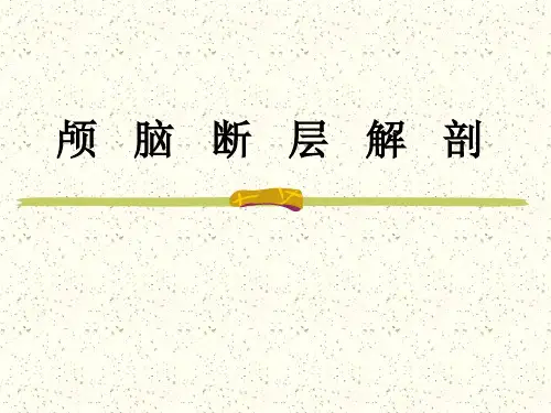 颅脑断面解剖