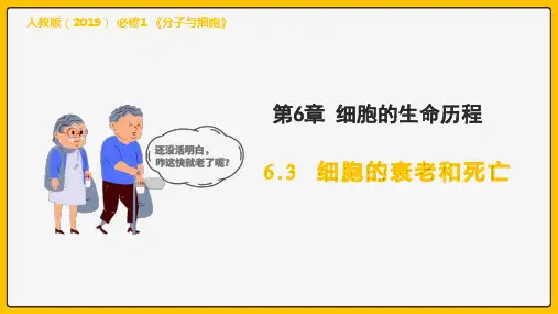 细胞的衰老和死亡课件高一上学期生物人教版必修_11