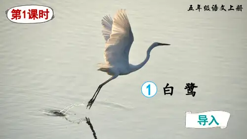 1 白鹭 第1课时 课件(共24张PPT)