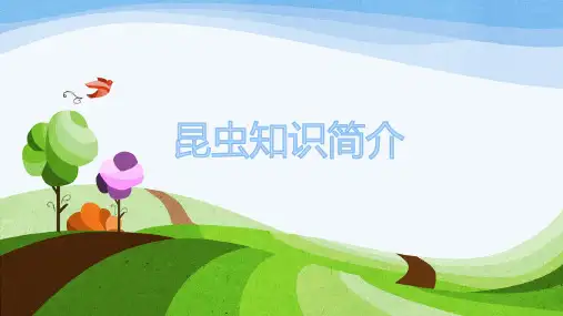 昆虫基础知识简介 图文PPT