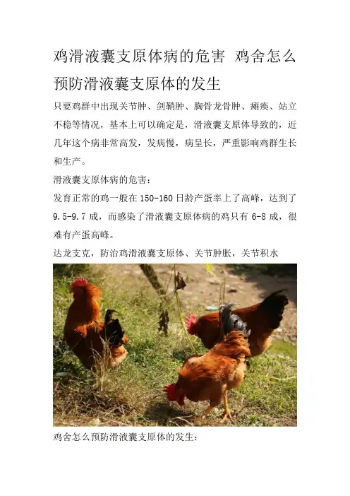 鸡滑液囊支原体病的危害 鸡舍怎么预防滑液囊支原体的发生