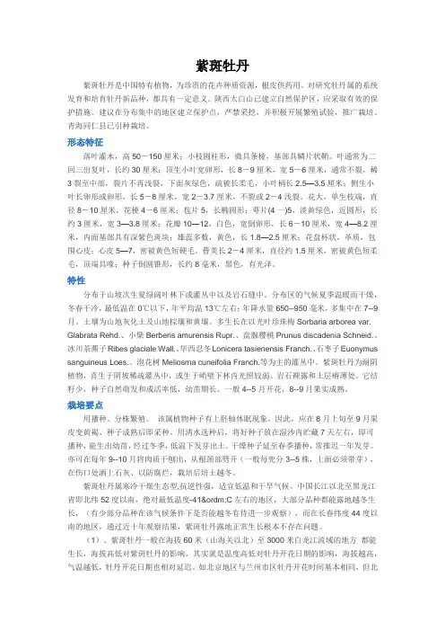 紫斑牡丹