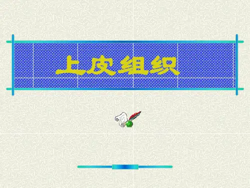 组织学与胚胎学——上皮组织 PPT课件
