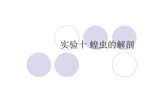 实验10蝗虫的解剖汇总