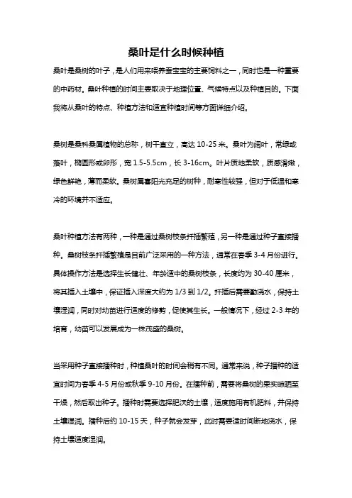 桑叶是什么时候种植