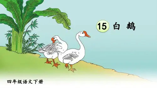 部编版四年级语文下册第15课《白鹅》精美教学课件