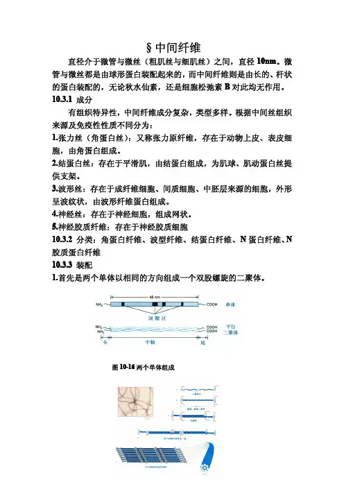 中间纤维