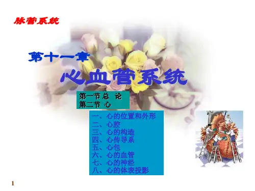 心血管系统解剖课件