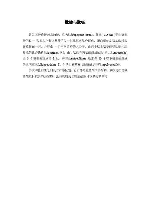 肽键与肽链