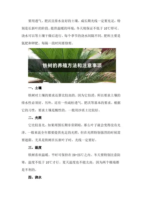 铁树的养殖方法和注意事项