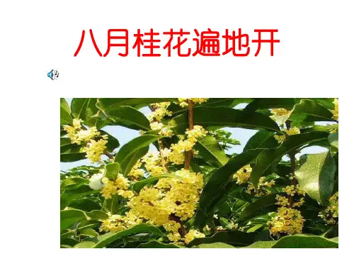 苏教小学音乐三上《4八月桂花遍地开》PPT课件
