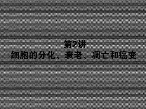 2013届高考新课标生物一轮复习课件1.4.2细胞的分化、衰老、凋亡和癌变