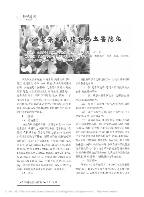 油麦菜的栽培和病虫害防治