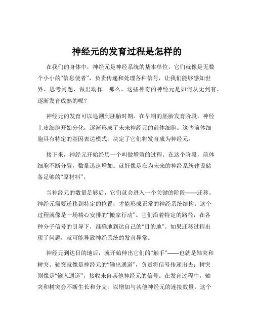 神经元的发育过程是怎样的