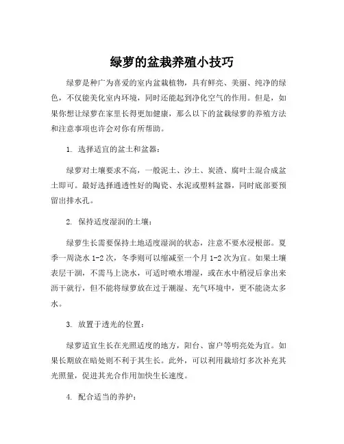 盆栽绿萝的养殖方法和注意事项