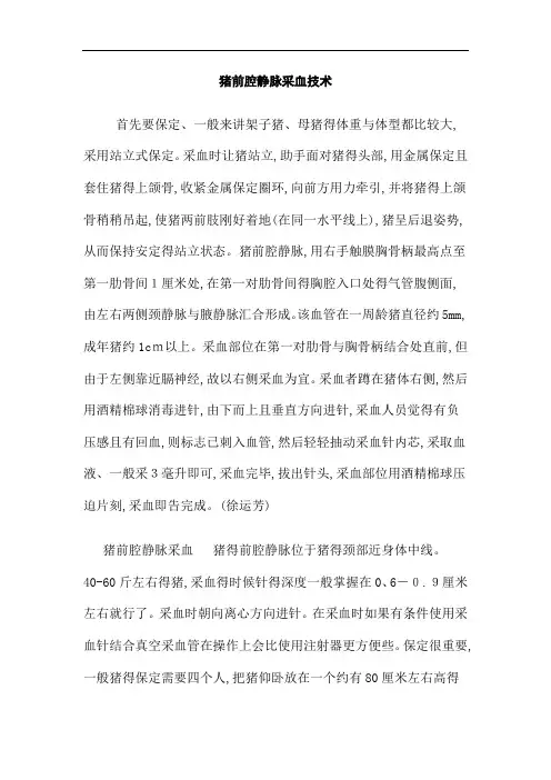 猪前腔静脉采血技术详细解说