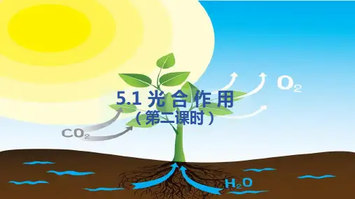5.1++光合作用(第2课时)课件-2023-2024学年北师大版生物七年级上册