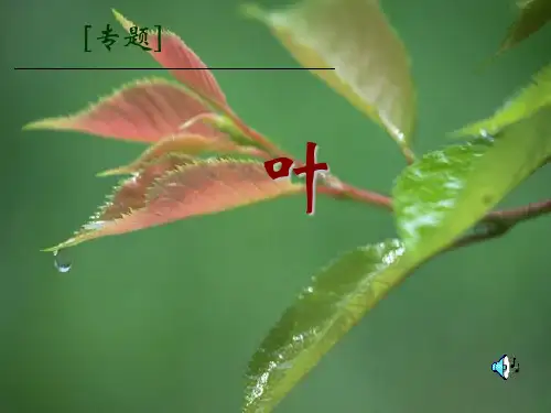 专题叶精品课件