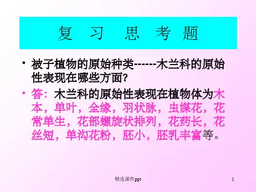 《山茶科Theacea》PPT课件