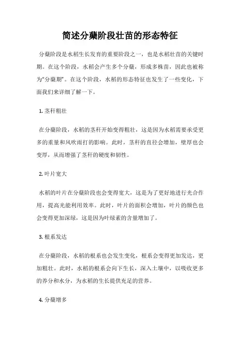 简述分蘖阶段壮苗的形态特征