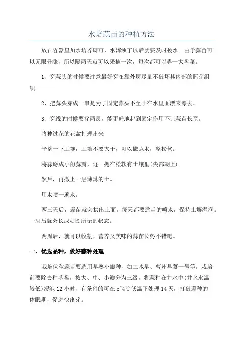 水培蒜苗的种植方法