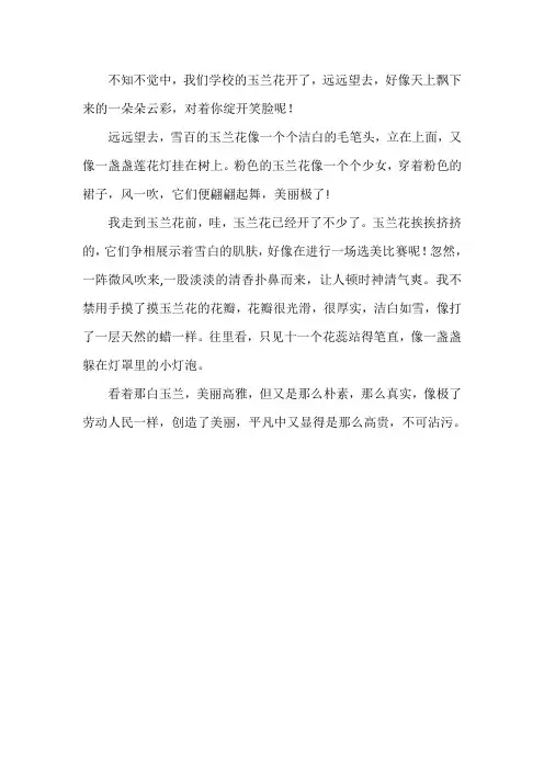 白玉兰花写作文一年级