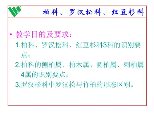7.柏、罗汉松、红豆杉