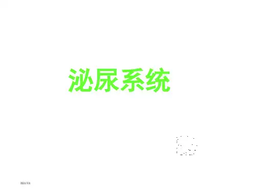 人体解剖学-泌尿系统(精品课件)