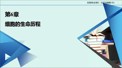《细胞的分化》人教版高中生物实用课件1