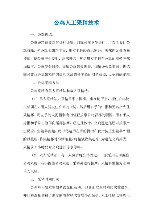 公鸡人工采精技术