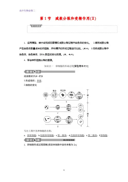 人教版生物必修二讲义：第2章 第1节 减数分裂和受精作用(Ⅱ)含答案