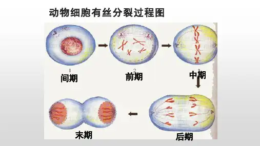 动物细胞有丝分裂过程图