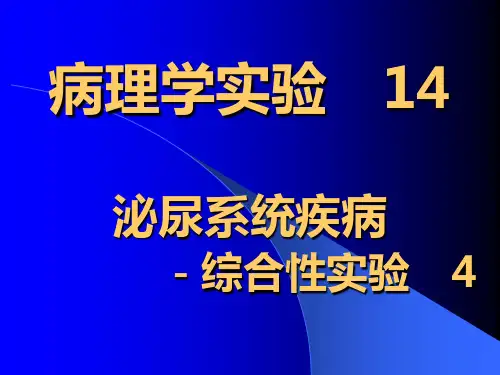 --泌尿系统疾病病理学实验