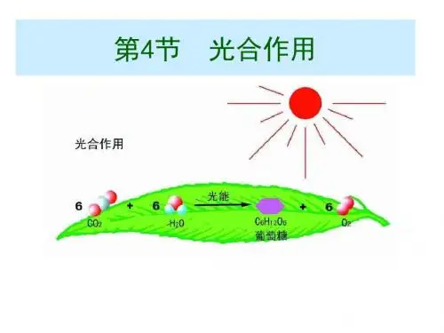 2019届高考生物一轮专题复习精品课件：光合作用