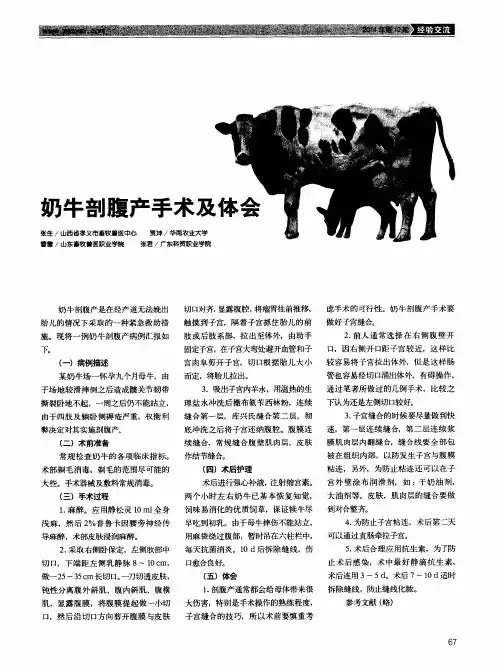 奶牛剖腹产手术及体会
