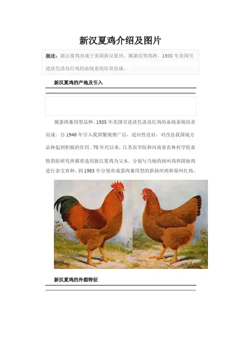 新汉夏鸡介绍及图片