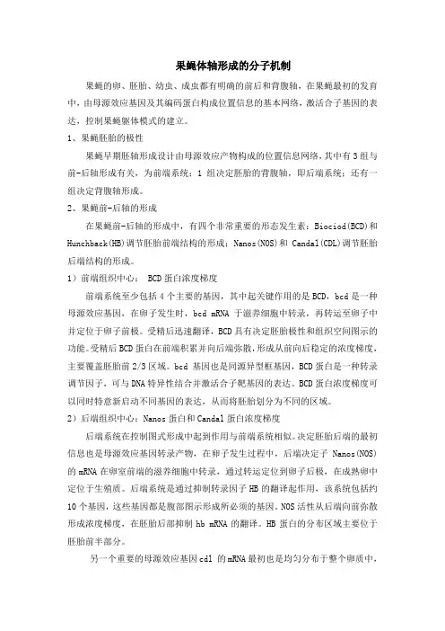 果蝇体轴形成的分子机制果蝇的卵、胚胎、幼虫、成虫都有明确的前后和