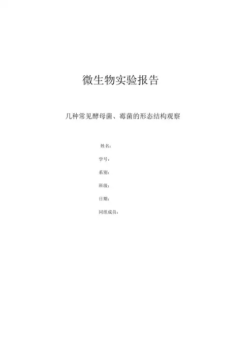 几种常见酵母菌、霉菌的形态结构观察
