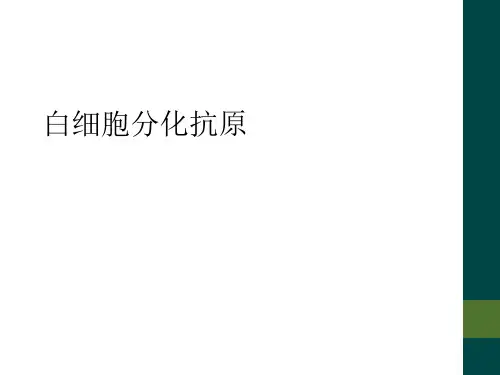 白细胞分化抗原