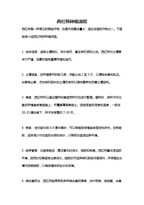 西红柿种植流程