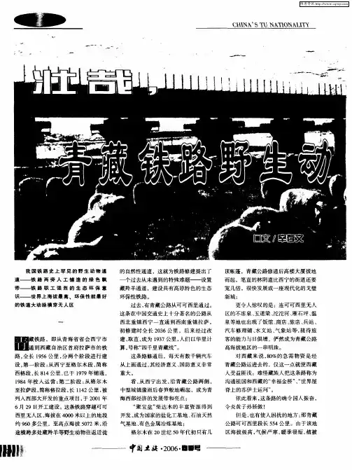 壮哉,青藏铁路野生动物通道