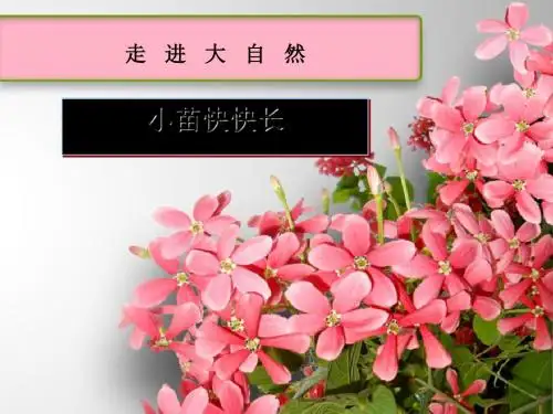 《小苗快快长》走进大自然PPT(上课用)3