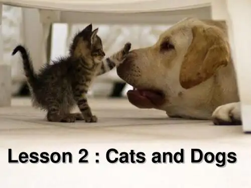 冀教版英语三年级下册：《lesson 2 cats and dogs》ppt课件(4)