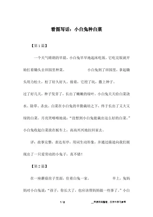 看图写话：小白兔种白菜